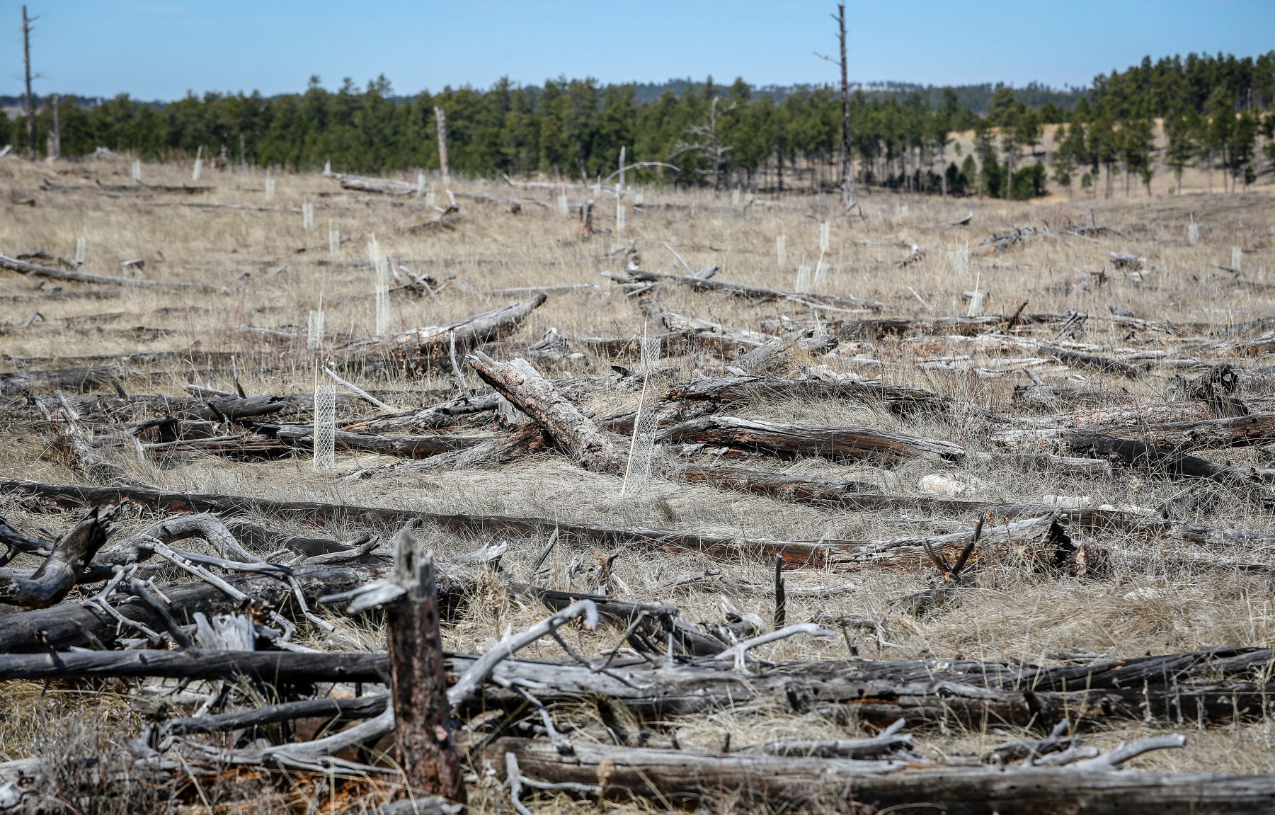 Jasper Fire Tree Planting